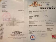 Щенки немецкой овчарки. Свяжитесь со мной
