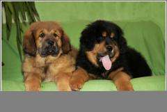 Продаются щенки тибетского мастифа/Tibetan Mastiff puppies for sale