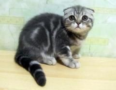 Gavrosh - кот , породы скоттиш фолд(SFS)