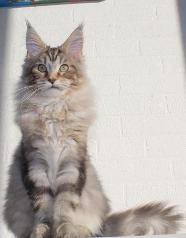 Maine Coon - 1/4